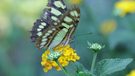 Beautiful-Malachite-ventral-butterfly-sucking-pollen-from-yellow-flower-in-Hornimans-museum,-London