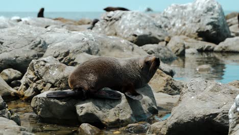 A-seal-rests-on-a-rock-on-the-ocean-shore-in-Kaikoura,-New-Zealand