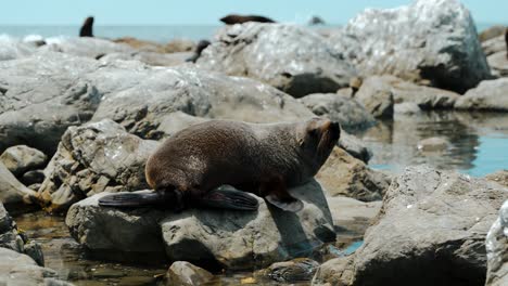 Eine-Robbe-Ruht-Auf-Einem-Felsen-Am-Meeresufer-In-Kaikoura,-Neuseeland