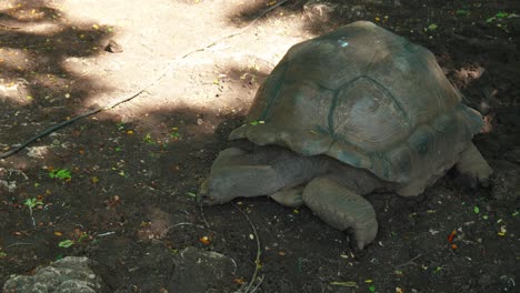 Tortuga-Gigante-Aldabra-De-Zanzíbar-Forrajeando-En-El-Suelo-Del-Zoológico-De-Tierra-Sombreada-En-El-Santuario-De-La-Isla-Prisión