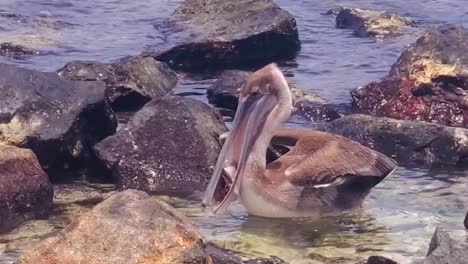 Braunpelikane-Fressen-Fisch,-Den-Sie-Mit-Ihrem-Ausdehnbaren-Kehlsack-Aufsammeln,-Los-Roques,-Venezuela