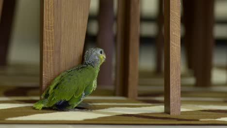 Green-yellow-baby-parrot-of-2-months-walking-backwards-hiding-behind-foot-of-chair