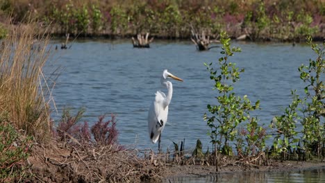 Nach-Rechts-Gerichtet,-Auf-Einem-Bein-Stehend,-Das-Andere-Zur-Faust-Geballt,-Silberreiher-Ardea-Alba,-Thailand