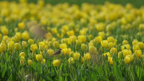 Yellow-wagtail-Motacilla-flava-sit-on-yellow-flower-in-vivid-tulip-field,-tele