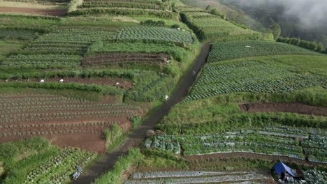 Drone-shot-of-farmer-walking-to-the-vegetable-plantation,-Indonesia_4K-video