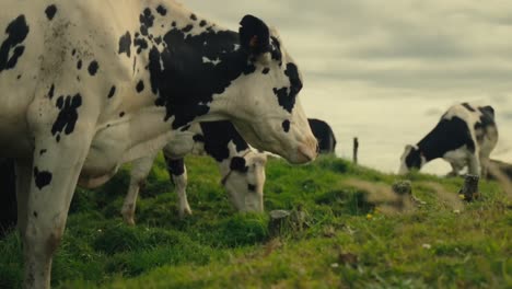 Rinder-Grasen-Auf-Gras-Und-Schauen-In-Die-Kamera,-Gefleckte-Kühe-Fressen-Auf-Grüner-Weide