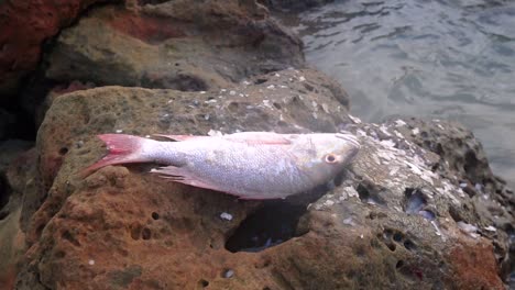 Silver-fish-on-the-coastal-rocks-after-fishing-journey