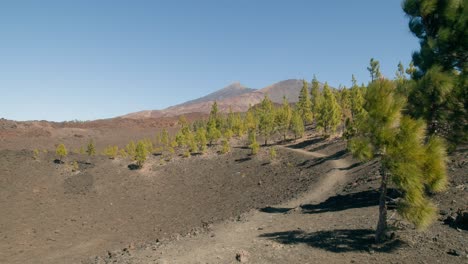 Green-pine-tree-forest-in-spring,-path-in-volcanic-landscape-with-Pico-del-Teide-in-Teide-Nation-park-on-Tenerife,-Canary-Islands