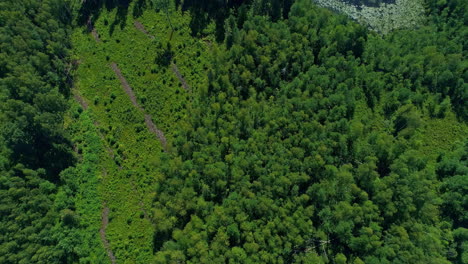 Aerial-view-of-amazing-evergreen,-Latvia´s-forest-canopies-from-above