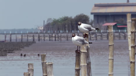 Two-black-headed-seagulls-are-perching-on-bamboo-poles,-as-one-gull-flew-in-the-frame-and-perched-on-one-pole-at-the-coastal-area-of-Bangphu,-in-Samut-Prakan-in-Thailand
