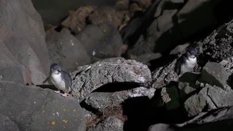 El-Pequeño-Pingüino-Azul-O-Korora-En-Las-Costas-Rocosas-De-Timaru,-Nueva-Zelanda