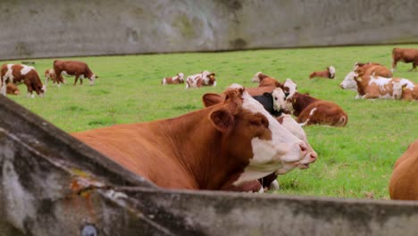 Hereford-Vacas-Ganado-Pastando-Tendido-En-La-Pradera-De-Hierba-Verde-Primer-Plano-Valla-De-Madera