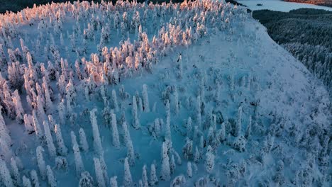 Aerial-view-backwards-over-snow-trees-on-top-of-a-forested-fell,-sunset-in-Lapland
