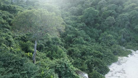 Drohne-Schwenkt-über-Den-Tayrona-Wald,-Als-Sie-Den-Strand-Berührt