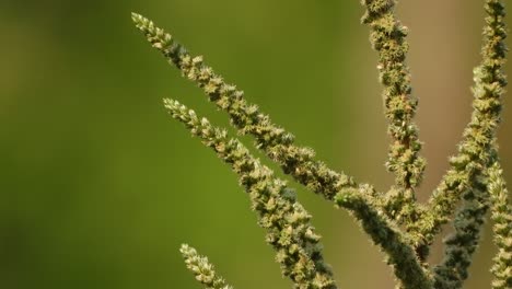 Amaranth-leaf-seeds---background-