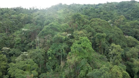 Close-up-drone-pan-over-the-dense-rainforest-floors-of-the-Sierra-Nevada-mountains-of-Colombia