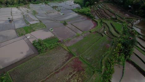 Above-View-Of-Rural-Fields-At-The-Rice-Terraces-Of-Bali,-Indonesia
