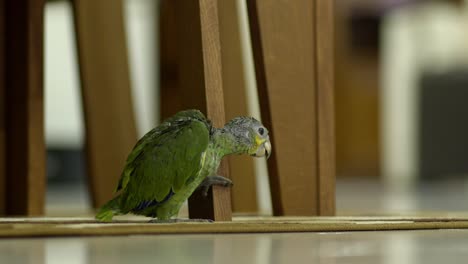 Green-yellow-baby-parrot-of-2-months-sitting-next-to-foot-of-chair,-looking-around-curious,-with-people-walking-in-background