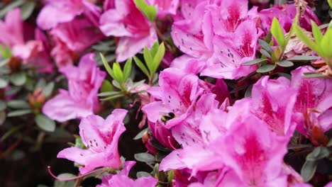 Bumblebee-looking-for-nectar-and-spreading-pollen-on-pink-azalea-flowers,-close