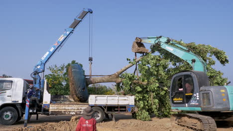 Los-Jardineros-Se-Están-Preparando-Para-Replantar-Un-Enorme-árbol-Adulto-En-Un-Espacio-Público-En-La-Provincia-De-Chachoengsao,-En-Las-Afueras-De-Bangkok,-Tailandia.