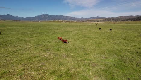 Cows-In-The-Meadow-Near-Lake-Henshaw,-San-Diego,-California---Aerial-Drone-Shot