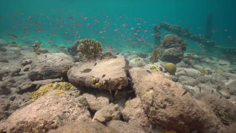 The-camera-sweeps-across-a-Caribbean-reef-teeming-with-life