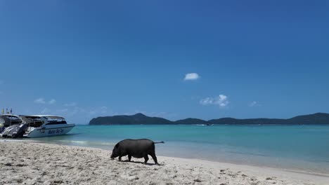 Formerly-known-as-Koh-Madsum,-Pig-Island-is-a-charming-oasis-nestled-off-the-shores-of-Koh-Samui,-Thailand,-where-cheerful-pigs-roam-freely-along-the-sandy-beaches