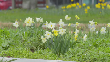 Fresh-daffodils-blooming-in-a-park,-symbolizing-spring