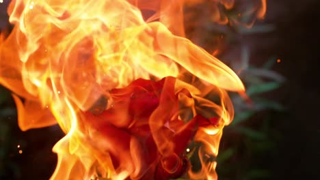Rose-flower-in-slow-motion,-delicately-embracing-the-flames,-evoking-the-concept-of-transformation-and-resilience