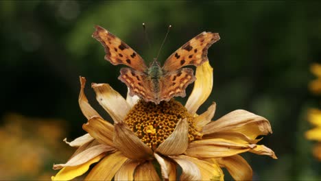 Mariposa-Naranja-Descansando-Sobre-Girasol-Seco