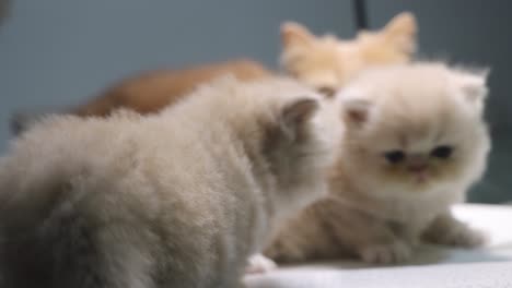 Persian-kittens-playing-around-while-being-watched-by-their-mother