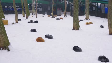 4k-Viele-Füchse-Schlafen-Im-Schnee-Des-Fuchsdorfs-Zao-Kitsune-Mura-In-Japan