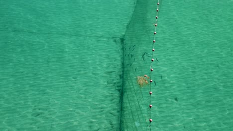 Luftaufnahme-Per-Drohne-Von-Fischen,-Die-In-Ein-Fischernetz-Im-Mittelmeer-Schwimmen:-Luftaufnahme-Einer-Traditionellen-Falle-Im-Kristallklaren-Blauen-Wasser-Von-Thessaloniki