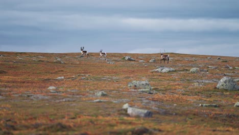Reindeer-run-through-the-autumn-tundra-spooked-by-danger