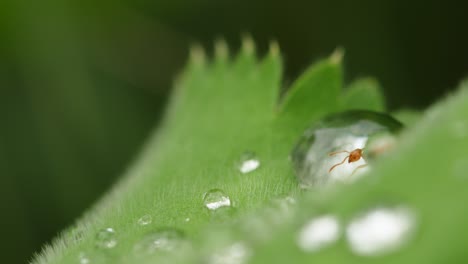 Elektrische-Ameise-Kriecht-Auf-Grünem-Blatt-Mit-Wassertropfen-Im-Tropischen-Regenwald-Südamerikas,-Nahaufnahme-Makro