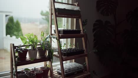 Seedlings-And-Potted-Houseplants-On-Wooden-Plant-Stand-By-The-Window-In-Greenhouse