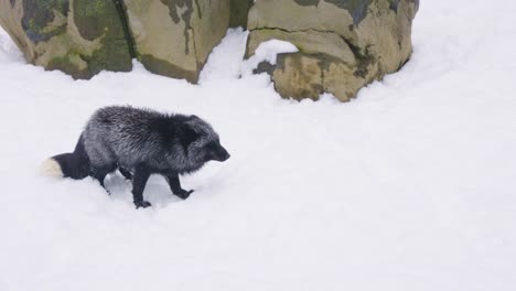 Red-and-Black-Foxes-in-the-Snow,-Fighting-over-Territory,-Miyagi-Japan