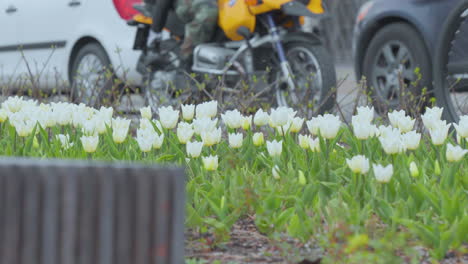 Zeigt-Im-Vordergrund-Ein-Bett-Aus-Weißen-Tulpen-Im-Fokus,-Mit-Der-Verschwommenen-Bewegung-Eines-Vorbeifahrenden-Radfahrers-Im-Hintergrund,-Was-Auf-Ein-Pulsierendes-Stadtleben-Im-Frühling-Hinweist