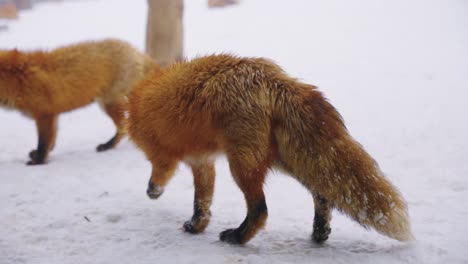 Zorros-Rojos-En-Kitsune-Mura,-Prefectura-De-Miyagi,-Japón