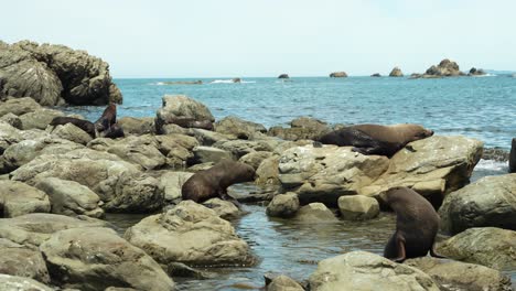 Wide-handheld-view-of-seal-colony-in-New-Zealand,-sunbath-and-jumping-over-rocks