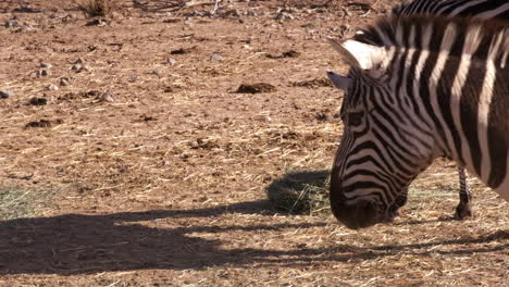 Zebras-Laufen-In-Afrikanischer-Landschaft-Aus-Nächster-Nähe