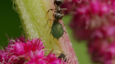 Ameise-Greift-Käfer-An,-Der-Auf-Blume-In-Der-Natur-Ruht,-Makro-Nahaufnahme