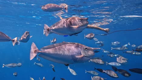 Man-Snorkeling-Among-Unicorn-fishes-in-Tropical-Clear-Water,-Underwater-Portrait