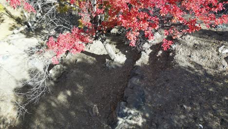 Vista-De-Perfil-Aéreo-Del-árbol-De-Cerezo-Rojo-En-La-Ciudad-De-Skardu,-Pakistán