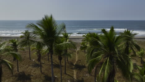 Aerial-view-rising-over-palm-trees,-toward-the-sea,-in-Chiapas-Coast,-Mexico