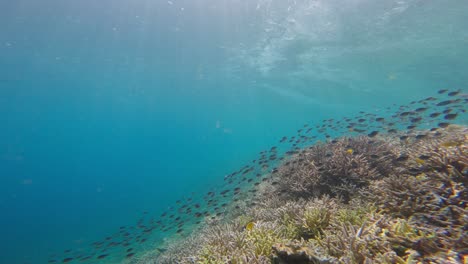 Peces-Tropicales-Y-Exóticos-Nadando-En-El-Mar-Azul-Y-Prístino-De-Los-Arrecifes-De-Coral.