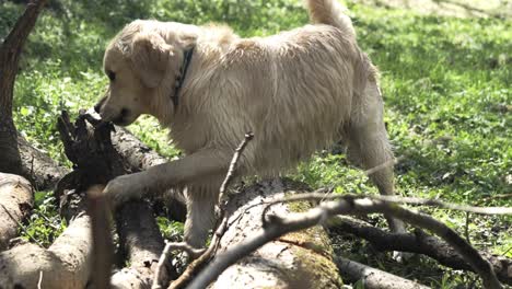 Golden-retriever-playing-with-sticks-outdoor-in-the-grass