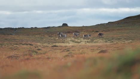 Eine-Herde-Rentiere-Auf-Wanderschaft-In-Der-Herbstlichen-Tundra