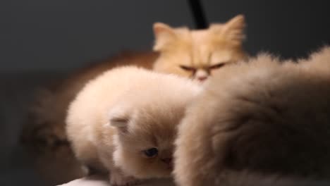 Persian-cat-mom-watching-over-her-litter