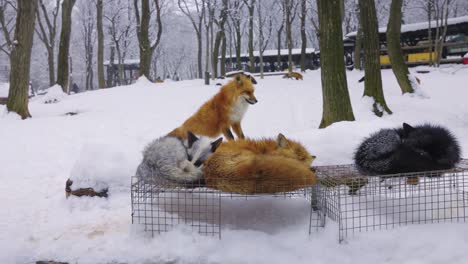 Kitsune-Mura-"Fox-Village'-in-Miyagi-Prefecture-Japan-4k